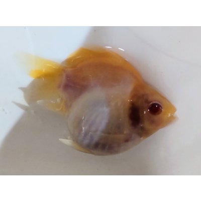画像2: アルビノ赤目福だるま　当歳　約7センチ #5