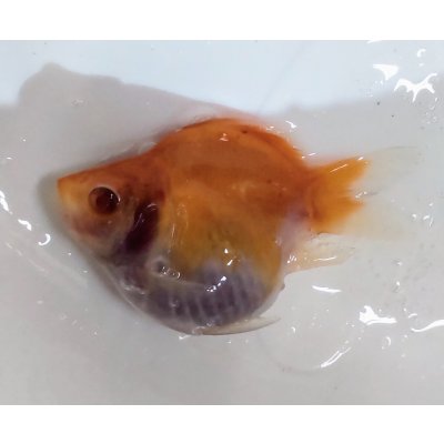 画像1: アルビノ赤目福だるま　当歳　約7センチ #1