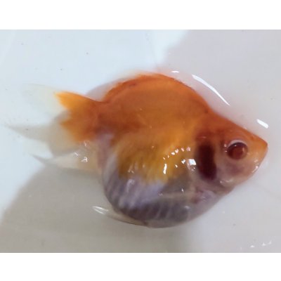 画像2: アルビノ赤目福だるま　当歳　約7センチ #1