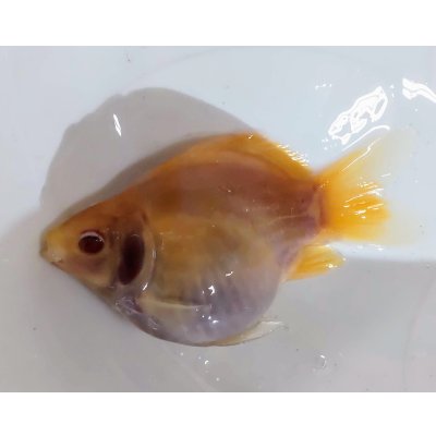 画像2: アルビノ赤目福だるま　当歳　約8センチ #3