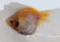 アルビノ赤目福だるま　当歳　約7センチ #5