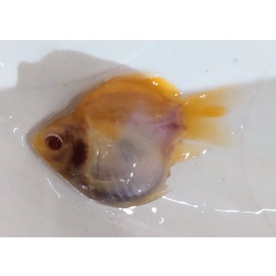 画像1: アルビノ赤目福だるま　当歳　約7センチ #5