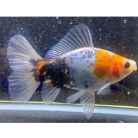 寿恵廣錦 　　明け2歳　　SSS血統　　約13センチ　＃32