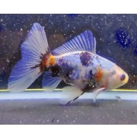 寿恵廣錦 　　明け2歳　　SSS血統　　約12センチ　＃33