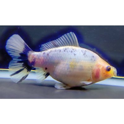 画像1: 寿恵廣錦 　　極上当歳　　SSS血統　　約10センチ　＃43
