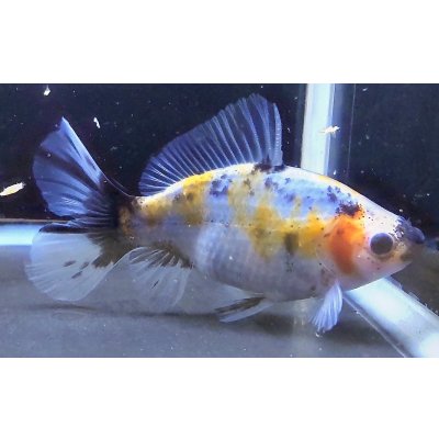 画像2: 寿恵廣錦 　　当歳　パステルカラー　SSS血統　　約10センチ　＃48