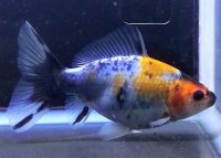 寿恵廣錦 　　当歳　パステルカラー　SSS血統　　約9センチ　＃47