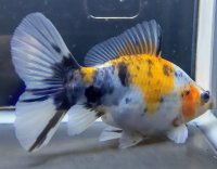 寿恵廣錦 　　当歳　パステルカラー　SSS血統　　約10センチ　＃50