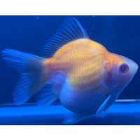 アルビノ赤目福だるま　当歳　約9センチ #7