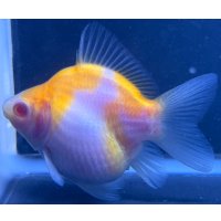 アルビノ赤目福だるま　当歳　約9センチ #11