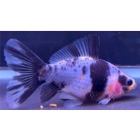 寿恵廣錦 　　当歳　パステルカラー　SSS血統　　約8センチ　＃57