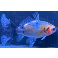 寿恵廣錦 　　当歳　パステルカラー　SSS血統　　約8センチ　＃60