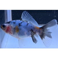 寿恵廣錦 　　当歳　パステルカラー　SSS血統　　約8センチ　＃63