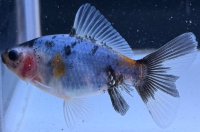 寿恵廣錦 　　当歳　パステルカラー　SSS血統　　約8センチ　＃63