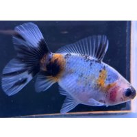 寿恵廣錦 　　当歳　パステルカラー　SSS血統　　約8センチ　＃52