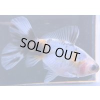 寿恵廣錦 　　当歳　パステルカラー　SSS血統　　約8センチ　＃52