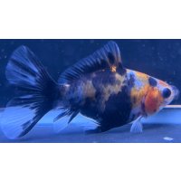 寿恵廣錦 　　当歳　パステルカラー　SSS血統　　約8センチ　＃61