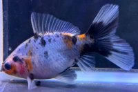 寿恵廣錦 　　当歳　パステルカラー　SSS血統　　約8センチ　＃56