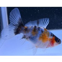 寿恵廣錦 　　当歳　パステルカラー　SSS血統　　約8センチ　＃64