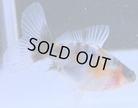 寿恵廣錦 　　当歳　パステルカラー　SSS血統　　約8センチ　＃64