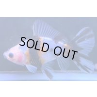 寿恵廣錦 　　当歳　パステルカラー　SSS血統　　約8センチ　＃53