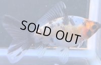 寿恵廣錦 　　当歳　パステルカラー　SSS血統　　約8センチ　＃66