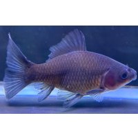 寿恵廣錦 　　当歳　パステルカラー　SSS血統　　約8センチ　＃58
