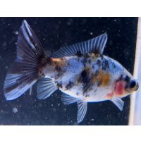 寿恵廣錦 　　当歳　パステルカラー　SSS血統　　約8センチ　＃65