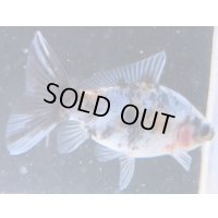 寿恵廣錦 　　当歳　パステルカラー　SSS血統　　約8センチ　＃65