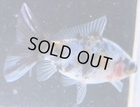 寿恵廣錦 　　当歳　パステルカラー　SSS血統　　約8センチ　＃65