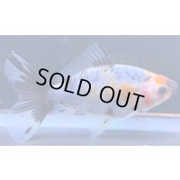 寿恵廣錦 　　当歳　パステルカラー　SSS血統　　約8センチ　＃51