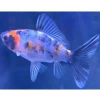 寿恵廣錦 　　当歳　パステルカラー　SSS血統　　約8センチ　＃68