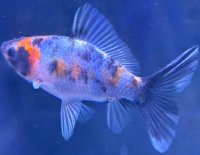 寿恵廣錦 　　当歳　パステルカラー　SSS血統　　約8センチ　＃68