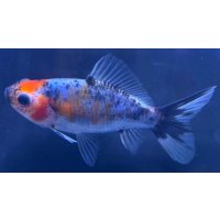 寿恵廣錦 　　当歳　パステルカラー　SSS血統　　約8センチ　＃71