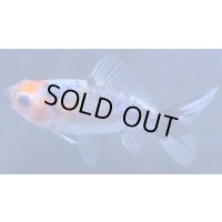 寿恵廣錦 　　当歳　パステルカラー　SSS血統　　約8センチ　＃71