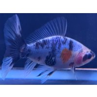 寿恵廣錦 　　当歳　パステルカラー　SSS血統　　約8センチ　＃72