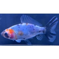 寿恵廣錦 　　当歳　パステルカラー　SSS血統　　約8センチ　＃69