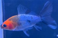 寿恵廣錦 　　当歳　パステルカラー　SSS血統　　約8センチ　＃67