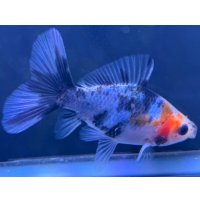 寿恵廣錦 　　当歳　パステルカラー　SSS血統　　約8センチ　＃70