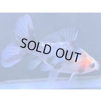 寿恵廣錦 　　当歳　パステルカラー　SSS血統　　約8センチ　＃70