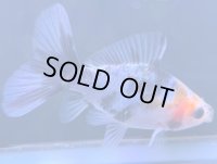 寿恵廣錦 　　当歳　パステルカラー　SSS血統　　約8センチ　＃70