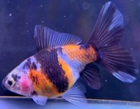 寿恵廣錦 　　当歳　パステルカラー　SSS血統　　約8センチ　＃73