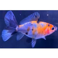 寿恵廣錦 　　当歳　パステルカラー　SSS血統　　約8センチ　＃74
