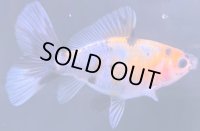 寿恵廣錦 　　当歳　パステルカラー　SSS血統　　約8センチ　＃74