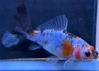 寿恵廣錦 　　当歳　パステルカラー　SSS血統　　約8センチ　＃76