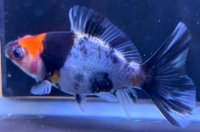 寿恵廣錦 　　当歳　パステルカラー　SSS血統　　約10センチ　＃82