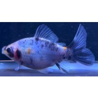 寿恵廣錦 　　当歳　パステルカラー　SSS血統　　約10センチ　＃84