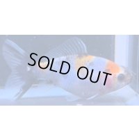 寿恵廣錦 　　当歳　パステルカラー　SSS血統　　約10センチ　＃81