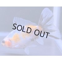 寿恵廣錦 　　当歳　パステルカラー　SSS血統　　約10センチ　＃79