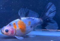 寿恵廣錦 　　当歳　パステルカラー　SSS血統　　約10センチ　＃83